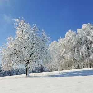 Snow-covered winter forest, Horben