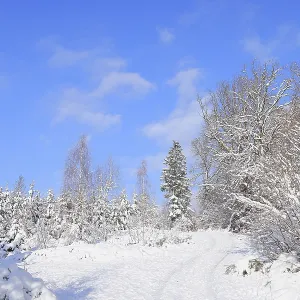 Snow-covered winter forest, snow-covered spruces (Picea abies) on a sunny winter day with blue sky