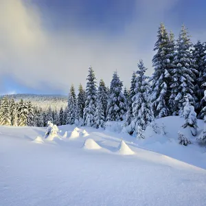 Snow-covered winter landscape, spruces (Picea abies) covered by snow Snow-covered winter landscape, spruces (Picea abies) covered by snow