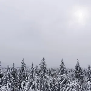 La neige recouvre les sommets des arbres tandis que la faible lumière perce un ciel hivernal.