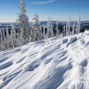 Snow drifts, forest with dead trees in the snow Snow drifts, forest with dead trees in the snow