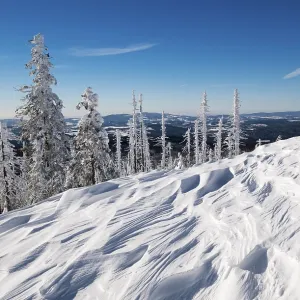 Snow drifts, forest with dead trees in the snow Snow drifts, forest with dead trees in the snow