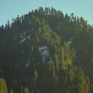 Snow Dusted Fir Tree Forest on a Mountain Slope