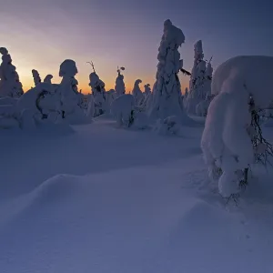 Snow landscape, Kuntivaara, Finland, Europe