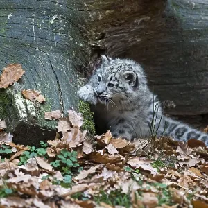 Snow leopard (Uncia uncia), cubs