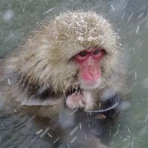 Snow Monkey Print: Hot Spring Scene Snow Monkey Print: Hot Spring Scene