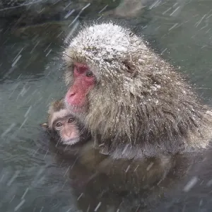 Print of a Snow Monkey in a Japanese Hot Spring Print of a Snow Monkey in a Japanese Hot Spring