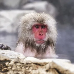 Snow monkeys also called Japanese macaque relaxing by the hot spring water in Jigokudani Monkey Park in Nagano Snow monkeys also called Japanese macaque relaxing by the hot spring water in Jigokudani Monkey Park in Nagano