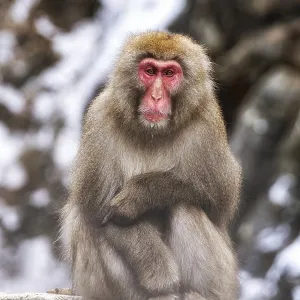 Snow monkeys also called Japanese macaque relaxing by the hot spring water in Jigokudani Monkey Park in Nagano Snow monkeys also called Japanese macaque relaxing by the hot spring water in Jigokudani Monkey Park in Nagano