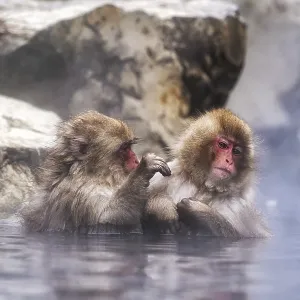 Snow monkeys also called Japanese macaque relaxing by the hot spring water in Jigokudani Monkey Park in Nagano Snow monkeys also called Japanese macaque relaxing by the hot spring water in Jigokudani Monkey Park in Nagano