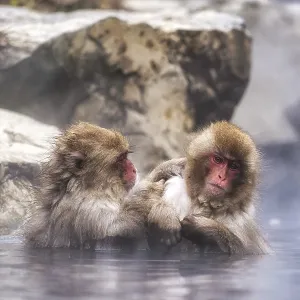 Snow monkeys also called Japanese macaque relaxing by the hot spring water in Jigokudani Monkey Park in Nagano Snow monkeys also called Japanese macaque relaxing by the hot spring water in Jigokudani Monkey Park in Nagano