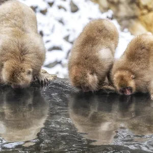 Snow monkeys also called Japanese macaque relaxing by the hot spring water in Jigokudani Monkey Park in Nagano Snow monkeys also called Japanese macaque relaxing by the hot spring water in Jigokudani Monkey Park in Nagano