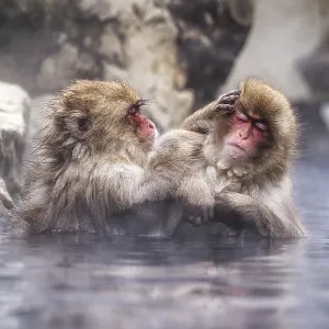 Snow monkeys also called Japanese macaque relaxing by the hot spring water in Jigokudani Monkey Park in Nagano Snow monkeys also called Japanese macaque relaxing by the hot spring water in Jigokudani Monkey Park in Nagano