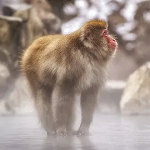Snow monkeys also called Japanese macaque relaxing by the hot spring water in Jigokudani Monkey Park in Nagano Snow monkeys also called Japanese macaque relaxing by the hot spring water in Jigokudani Monkey Park in Nagano
