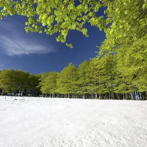 Snow in a spring forest, Mt Kandel