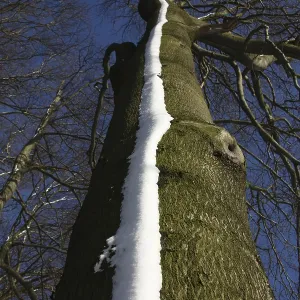 Snow strips on a copper beech Snow strips on a copper beech