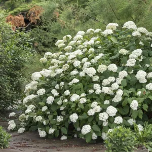 Snowball hydrangea (Hydrangea arborescens Grandiflora') Snowball hydrangea (Hydrangea arborescens Grandiflora')