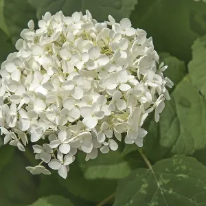 Snowball Hydrangea Print - Hydrangea arborescens Snowball Hydrangea Print - Hydrangea arborescens