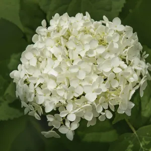 Snowball Hydrangea Print - Hydrangea arborescens Snowball Hydrangea Print - Hydrangea arborescens
