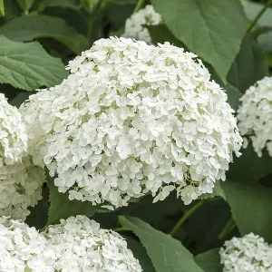 Snowball hydrangea (Hydrangea arborescens STRONG ANNABELLE) Snowball hydrangea (Hydrangea arborescens STRONG ANNABELLE)