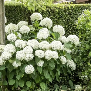 Snowball hydrangea (Hydrangea arborescens STRONG ANNABELLE) Snowball hydrangea (Hydrangea arborescens STRONG ANNABELLE)