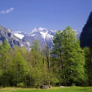 Snowcapped Mountain in Valley and Green Trees with Blue Sky in a Sunny Day in Valley Maggia