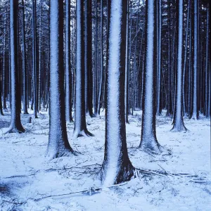 Snowdrifts in spruce forest Germany