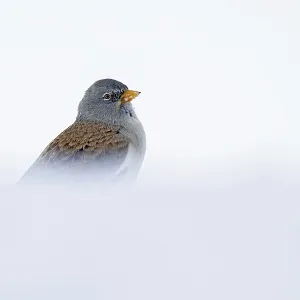 Snowfinch in Winter Print, Hafelekar, Austria Snowfinch in Winter Print, Hafelekar, Austria