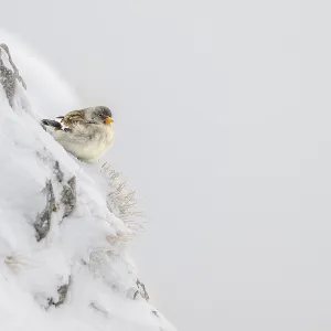 Snowfinch in Winter Print, Hafelekar, Austria Snowfinch in Winter Print, Hafelekar, Austria