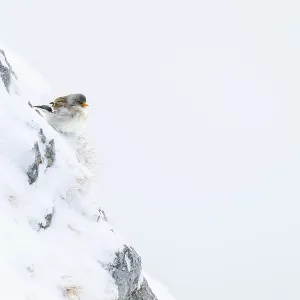 Snowfinch Print, Hafelekar, Karwendel mountains, Tyrol, Austria Snowfinch Print, Hafelekar, Karwendel mountains, Tyrol, Austria
