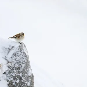 Snowfinch in Winter Print, Hafelekar, Tyrol, Austria Snowfinch in Winter Print, Hafelekar, Tyrol, Austria