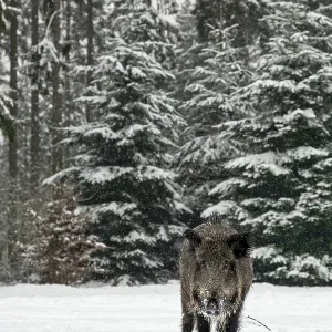While it is snowing, a wild boar (Sus scrofa) searches for food in a snow-covered forest meadow
