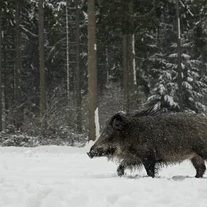 While it is snowing, a wild boar (Sus scrofa) searches for food in a snow-covered forest meadow