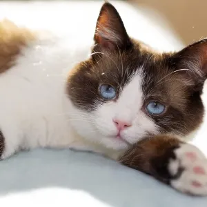 Snowshoe cat portrait at home Snowshoe cat portrait at home
