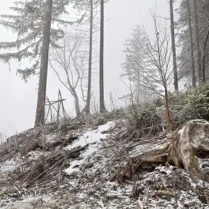 Snowstorm in wild coniferous forest