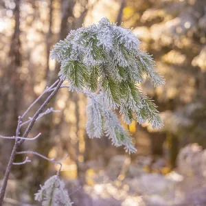Snowy branches in winter forest at sunrise Snowy branches in winter forest at sunrise