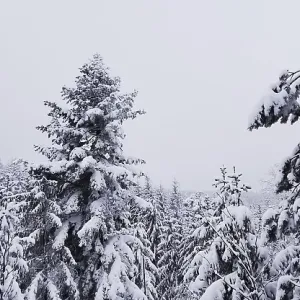 Snowy coniferous forest under a cloudy winter sky Snowy coniferous forest under a cloudy winter sky