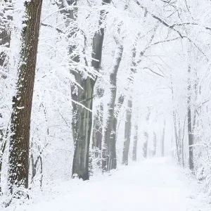 Snowy deciduous trees and forest trail in winter