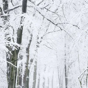 Snowy deciduous trees and forest trail in winter