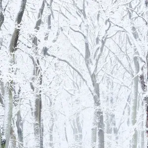 Snowy deciduous trees in winter