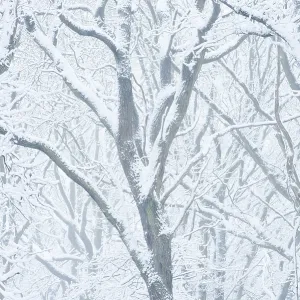 Snowy deciduous trees in winter
