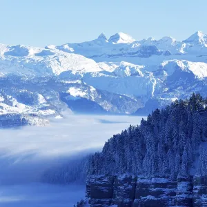Snowy fir forest above clouds, central Swiss Alps behind