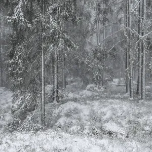 Snowy fir forest, Korpo or Korppo