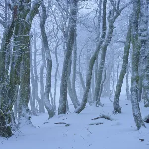 A snowy and foggy forest that creates a mystical and cool atmosphere A snowy and foggy forest that creates a mystical and cool atmosphere