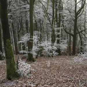 Snowy forest with bare trees and an atmosphere of peace and melancholy Snowy forest with bare trees and an atmosphere of peace and melancholy