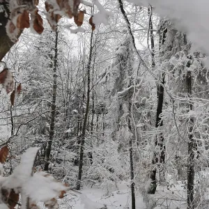Snowy forest with covered branches and peaceful atmosphere Snowy forest with covered branches and peaceful atmosphere