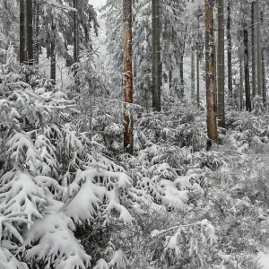 Snowy forest with densely overgrown firs and a quiet atmosphere