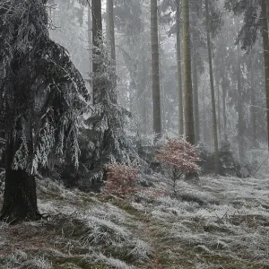 Snowy forest in fog with thick trees and quiet atmosphere