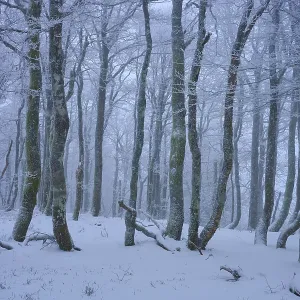Snowy forest with frosty trees in a foggy Snowy forest with frosty trees in a foggy
