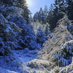 Snowy forest landscape with sunlight shining through the branches Snowy forest landscape with sunlight shining through the branches